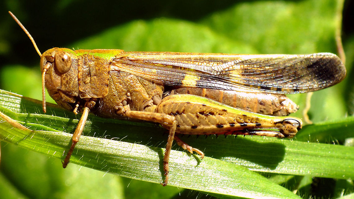 Aiolopus strepens - Basking  Acrididae,Acridoidea,Aiolopus,Aiolopus strepens,Caelifera,Geotagged,La Palma (Canary Islands),Oedipodinae,Orthoptera,Spain,Winter
