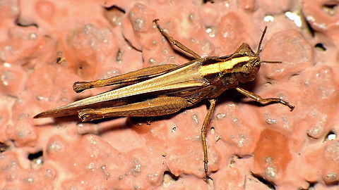Aiolopus thalassinus - Dorsal  Acrididae,Acridoidea,Aiolopus,Aiolopus thalassinus,Caelifera,Geotagged,La Palma (Canary Islands),Oedipodinae,Orthoptera,Spain