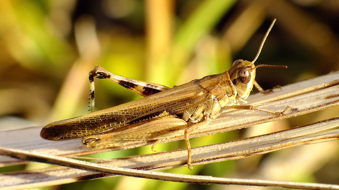 Aiolopus thalassinus - Male  Acrididae,Acridoidea,Aiolopus,Aiolopus thalassinus,Caelifera,Geotagged,La Palma (Canary Islands),Oedipodinae,Orthoptera,Spain