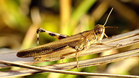 Slender Green-winged Grasshopper