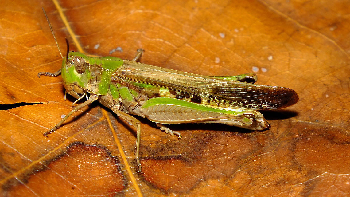 Aiolopus thalassinus - Female  Acrididae,Acridoidea,Aiolopus,Aiolopus thalassinus,Caelifera,Geotagged,La Palma (Canary Islands),Oedipodinae,Orthoptera,Spain