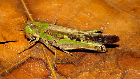 Aiolopus thalassinus - Female  Acrididae,Acridoidea,Aiolopus,Aiolopus thalassinus,Caelifera,Geotagged,La Palma (Canary Islands),Oedipodinae,Orthoptera,Spain