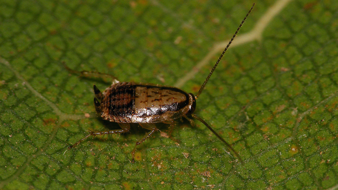 Phyllodromica brullei Near impossible to photograph - Speedy Gonzales<br />
Same roach, different angle:<br />
<figure class="photo"><a href="https://www.jungledragon.com/image/91194/phyllodromica_brullei_-_dorsal.html" title="Phyllodromica brullei - Dorsal"><img src="https://s3.amazonaws.com/media.jungledragon.com/images/3043/91194_thumb.jpg?AWSAccessKeyId=05GMT0V3GWVNE7GGM1R2&Expires=1767225610&Signature=4euPC%2Bs%2BPQ3OUo0w0vAeAnUkHRA%3D" width="200" height="150" alt="Phyllodromica brullei - Dorsal Near impossible to photograph - Speedy Gonzales<br />
Same roach, different angle:<br />
https://www.jungledragon.com/image/91193/phyllodromica_brullei.html Blattelidae,Cockroach,Ectobiidae,Ectobiinae,Geotagged,La Palma (Canary Islands),Phyllodromica,Phyllodromica brullei,Spain,dyctioptera" /></a></figure> Blattelidae,Ectobiidae,Ectobiinae,Geotagged,La Palma (Canary Islands),Phyllodromica,Phyllodromica brullei,Spain,dyctioptera