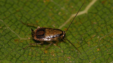 Phyllodromica brullei Near impossible to photograph - Speedy Gonzales
Same roach, different angle:
https://www.jungledragon.com/image/91194/phyllodromica_brullei_-_dorsal.html Blattelidae,Ectobiidae,Ectobiinae,Geotagged,La Palma (Canary Islands),Phyllodromica,Phyllodromica brullei,Spain,dyctioptera