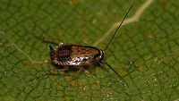 Phyllodromica brullei Near impossible to photograph - Speedy Gonzales<br />
Same roach, different angle:<br />
https://www.jungledragon.com/image/91194/phyllodromica_brullei_-_dorsal.html Blattelidae,Ectobiidae,Ectobiinae,Geotagged,La Palma (Canary Islands),Phyllodromica,Phyllodromica brullei,Spain,dyctioptera