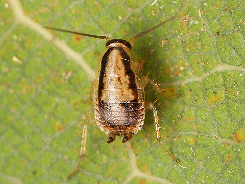 Phyllodromica brullei - Dorsal Near impossible to photograph - Speedy Gonzales
Same roach, different angle:
https://www.jungledragon.com/image/91193/phyllodromica_brullei.html Blattelidae,Cockroach,Ectobiidae,Ectobiinae,Geotagged,La Palma (Canary Islands),Phyllodromica,Phyllodromica brullei,Spain,dyctioptera