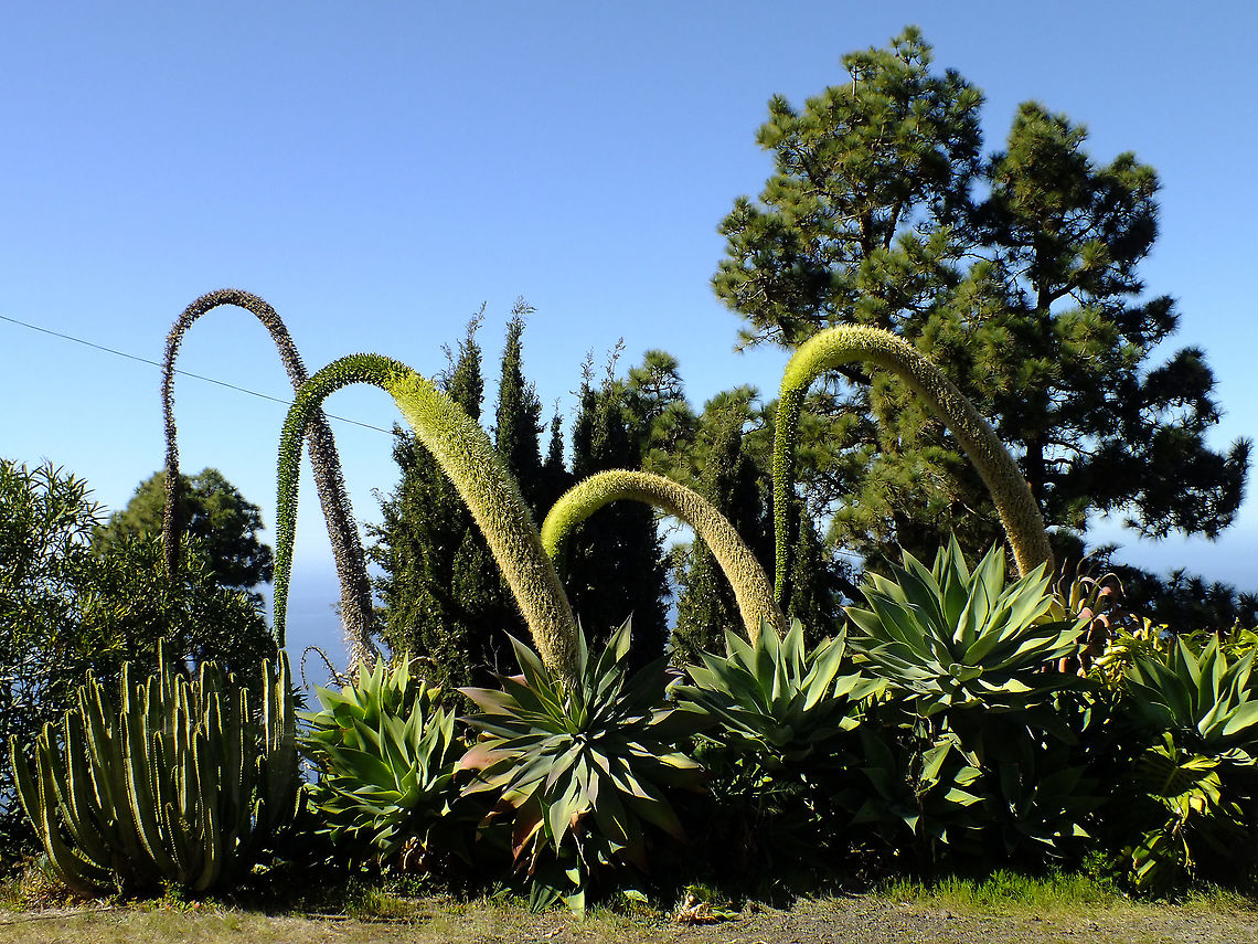 Agave attenuata  Agave,Agave attenuata,Asparagaceae,Geotagged,La Palma (Canary Islands),Spain