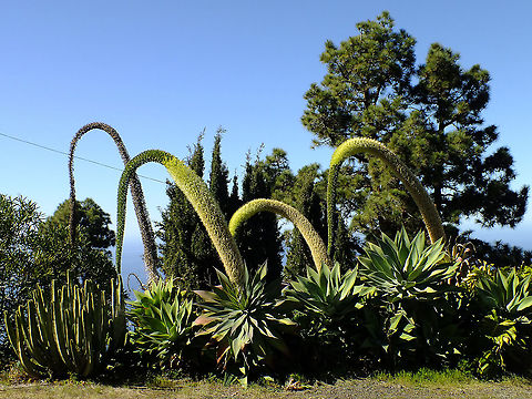 Agave attenuata Agave,Agave attenuata,Asparagaceae,Geotagged,La Palma (Canary Islands),Spain