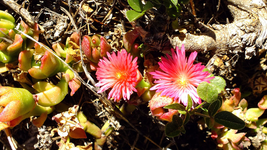 Aptenia cordifolia  Aizoaceae,Aptenia,Aptenia cordifolia,Baby sun rose,Geotagged,La Palma (Canary Islands),Spain