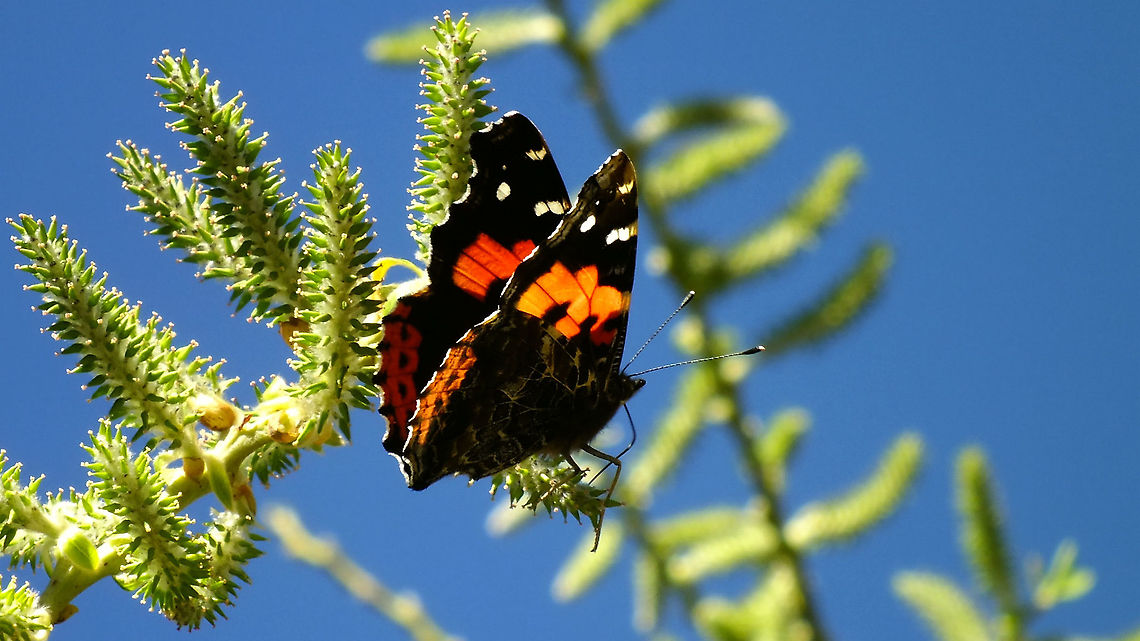 Vanessa vulcania  Canary red admiral,Geotagged,La Palma (Canary Islands),Lepidoptera,Nymphalidae,Spain,Vanessa,Vanessa vulcania,nl: Canarische atalanta