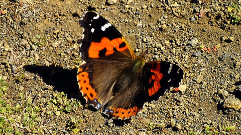 Canary red admiral  Canary red admiral,Geotagged,La Palma (Canary Islands),Lepidoptera,Nymphalidae,Spain,Vanessa,Vanessa vulcania,nl: Canarische atalanta