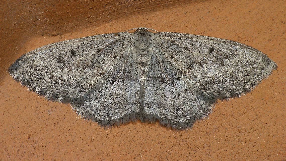 Scopula guancharia ssp. illustris  Geometridae,Geotagged,La Palma (Canary Islands),Scopula,Scopula guancharia,Scopula guancharia ssp. illustris,Scopulini,Spain,Sterrhinae