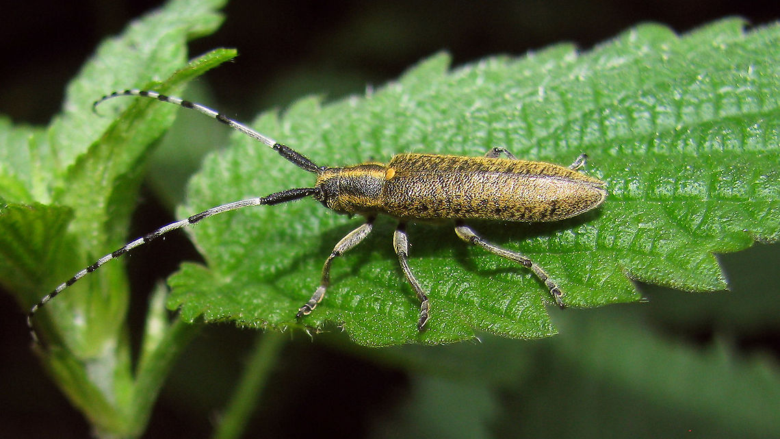Agapanthia villosoviridescens Can&#039;t believe we didn&#039;t have this one from the Netherlands yet. Then I looked for images and could only find images I shot pre 2010 or so ... *rolleyes* ... Note to self: Shoot better ones this year :o) Agapanthia,Agapanthia villosoviridescens,Cerambycidae,Golden-bloomed grey longhorn beetle,Lamiinae,Longhorn beetle,nl: Gewone distelboktor