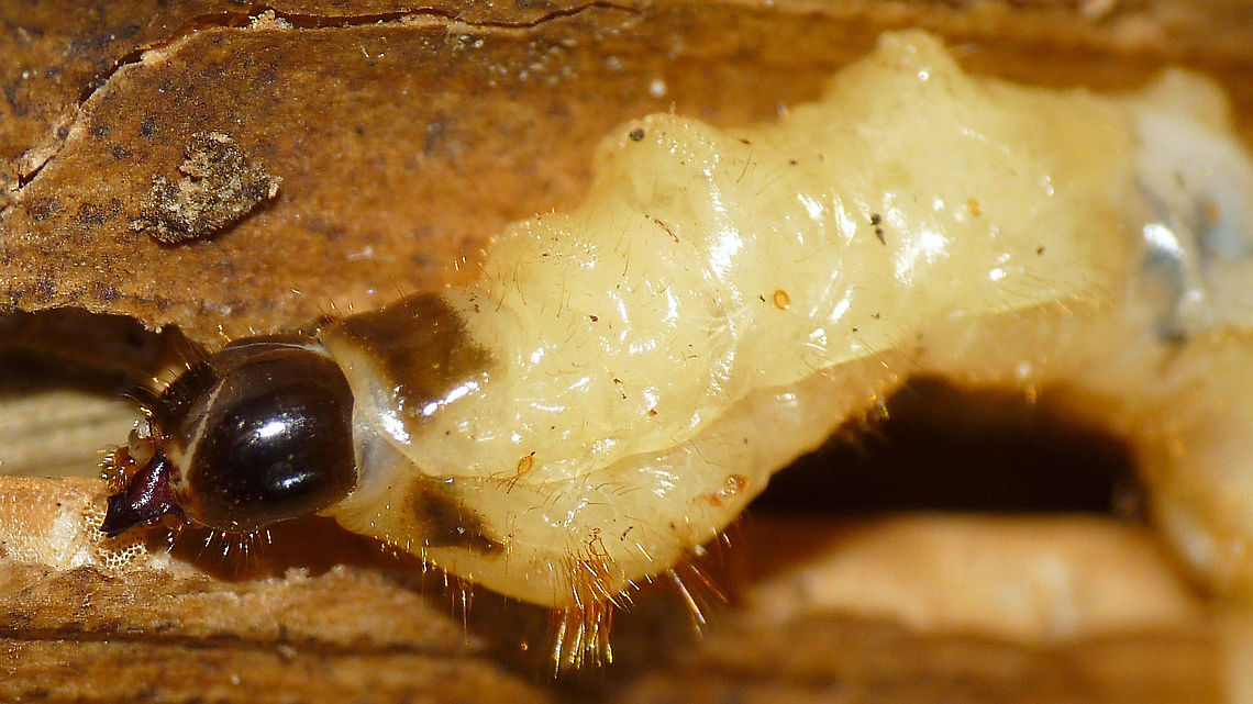 Agapanthia villosoviridescens - Larva, head and thorax  Agapanthia,Agapanthia villosoviridescens,Cerambycidae,Golden-bloomed grey longhorn beetle,Lamiinae,Larva,Longhorn beetle,nl: Gewone distelboktor