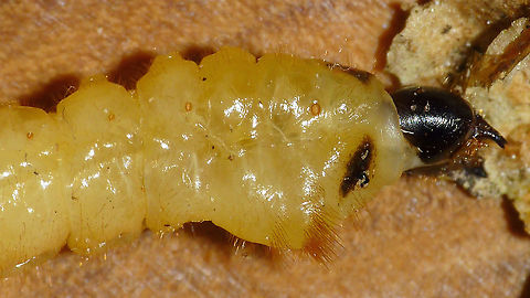 Agapanthia villosoviridescens - Larva, front end Tail end of same larva here:
https://www.jungledragon.com/image/91415/agapanthia_villosoviridescens_-_larva_tail_end.html Agapanthia,Agapanthia villosoviridescens,Cerambycidae,Golden-bloomed grey longhorn beetle,Lamiinae,Larva,Longhorn beetle,nl: Gewone distelboktor
