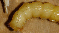 Agapanthia villosoviridescens - Larva, tail end Front end of same larva here:<br />
https://www.jungledragon.com/image/91414/agapanthia_villosoviridescens_-_larva_front_end.html<br />
Agapanthia,Agapanthia villosoviridescens,Cerambycidae,Golden-bloomed grey longhorn beetle,Lamiinae,Larva,Longhorn beetle,nl: Gewone distelboktor