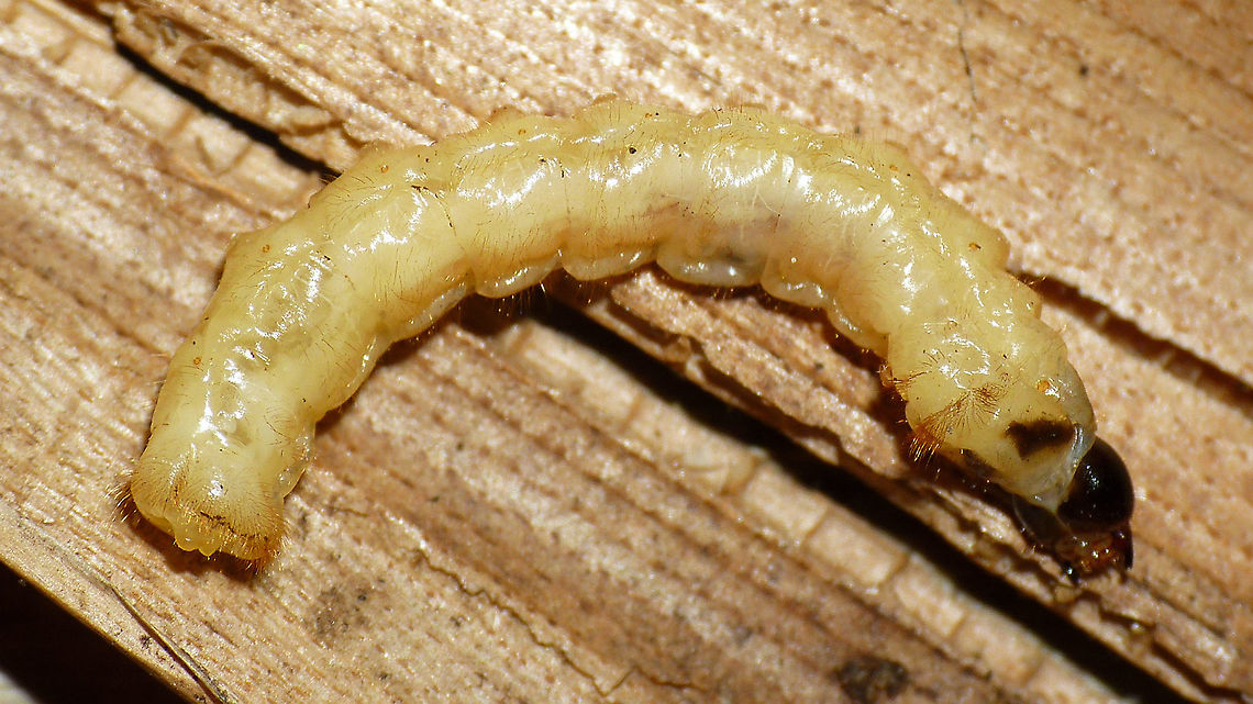 Agapanthia villosoviridescens - Larva  Agapanthia,Agapanthia villosoviridescens,Cerambycidae,Golden-bloomed grey longhorn beetle,Lamiinae,Larva,Longhorn beetle,nl: Gewone distelboktor