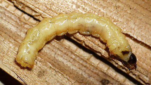 Agapanthia villosoviridescens - Larva  Agapanthia,Agapanthia villosoviridescens,Cerambycidae,Golden-bloomed grey longhorn beetle,Lamiinae,Larva,Longhorn beetle,nl: Gewone distelboktor