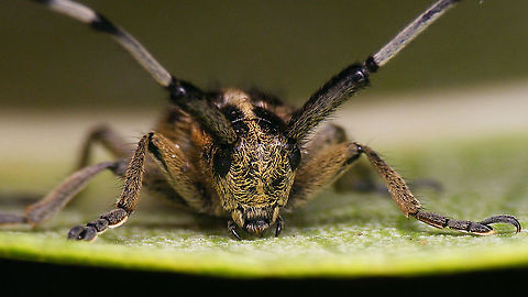 Agapanthia suturalis - Portrait Full view of same beetle here:
https://www.jungledragon.com/image/91421/agapanthia_suturalis_-_darker.html Agapanthia,Agapanthia suturalis,Cerambycidae,Geotagged,La Palma (Canary Islands),Lamiinae,Longhorn beetle,Spain