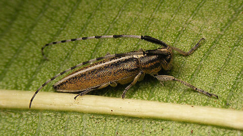 Agapanthia suturalis  Agapanthia,Agapanthia suturalis,Cerambycidae,Geotagged,La Palma (Canary Islands),Lamiinae,Longhorn beetle,Spain