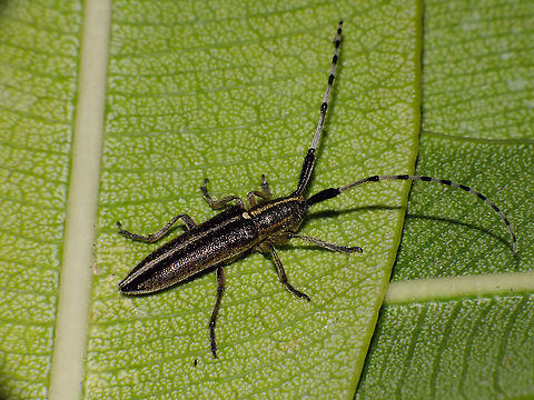 Agapanthia suturalis - Darker Portrait of same beetle here:
https://www.jungledragon.com/image/91419/agapanthia_suturalis_-_portrait.html Agapanthia,Agapanthia suturalis,Cerambycidae,Geotagged,La Palma (Canary Islands),Lamiinae,Longhorn beetle,Spain