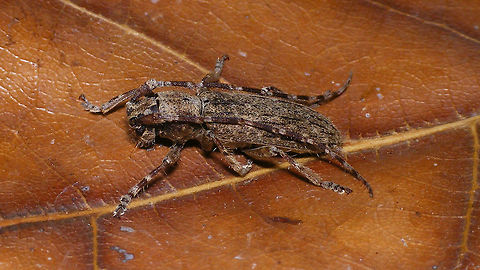 Deroplia annulicornis Portrait of same beetle:
https://www.jungledragon.com/image/91424/deroplia_annulicornis_-_portrait.html Cerambycidae,Deroplia,Deroplia annulicornis,Geotagged,La Palma (Canary Islands),Lamiinae,Longhorn beetle,Spain,Stenidea annulicornis