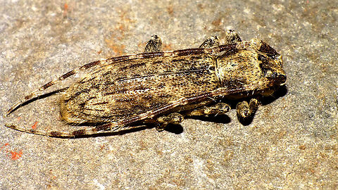 Deroplia annulicornis - Dorsal Somewhat ventral shot of same Lady:
https://www.jungledragon.com/image/91425/deroplia_annulicornis_-_ventral.html Cerambycidae,Deroplia,Deroplia annulicornis,Geotagged,La Palma (Canary Islands),Lamiinae,Longhorn beetle,Spain,Stenidea annulicornis