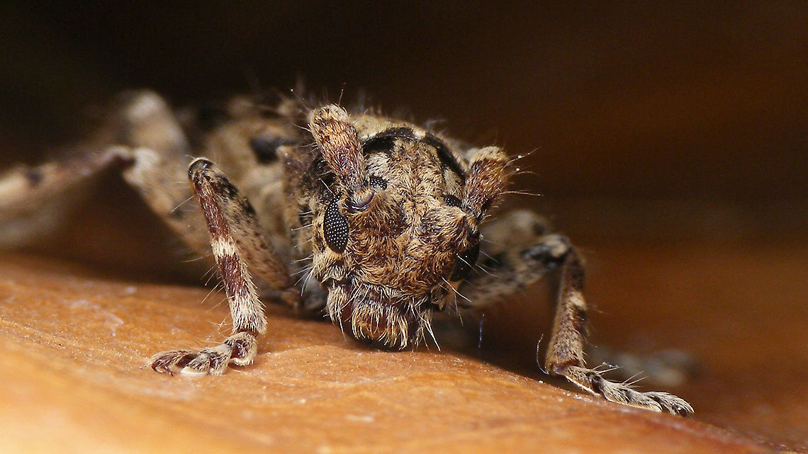 Deroplia annulicornis - Portrait Full view of same beetle:<br />
<figure class="photo"><a href="https://www.jungledragon.com/image/91422/deroplia_annulicornis.html" title="Deroplia annulicornis"><img src="https://s3.amazonaws.com/media.jungledragon.com/images/3043/91422_thumb.jpg?AWSAccessKeyId=05GMT0V3GWVNE7GGM1R2&Expires=1759968010&Signature=FESg8aMWTrMEv4PViOr5b%2BXZTIY%3D" width="200" height="114" alt="Deroplia annulicornis Portrait of same beetle:<br />
https://www.jungledragon.com/image/91424/deroplia_annulicornis_-_portrait.html Cerambycidae,Deroplia,Deroplia annulicornis,Geotagged,La Palma (Canary Islands),Lamiinae,Longhorn beetle,Spain,Stenidea annulicornis" /></a></figure> Cerambycidae,Deroplia,Deroplia annulicornis,Geotagged,La Palma (Canary Islands),Lamiinae,Longhorn beetle,Spain,Stenidea annulicornis,compound eyes