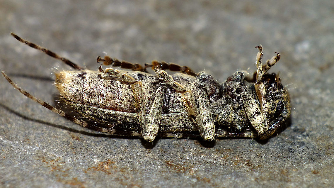 Deroplia annulicornis - Ventral More dorsal shot of same Lady:<br />
<figure class="photo"><a href="https://www.jungledragon.com/image/91423/deroplia_annulicornis_-_dorsal.html" title="Deroplia annulicornis - Dorsal"><img src="https://s3.amazonaws.com/media.jungledragon.com/images/3043/91423_thumb.jpg?AWSAccessKeyId=05GMT0V3GWVNE7GGM1R2&Expires=1769040010&Signature=GniP7%2BuxuJGh33pW2ifLZXcBIHI%3D" width="200" height="114" alt="Deroplia annulicornis - Dorsal Somewhat ventral shot of same Lady:<br />
https://www.jungledragon.com/image/91425/deroplia_annulicornis_-_ventral.html Cerambycidae,Deroplia,Deroplia annulicornis,Geotagged,La Palma (Canary Islands),Lamiinae,Longhorn beetle,Spain,Stenidea annulicornis" /></a></figure> Cerambycidae,Deroplia,Deroplia annulicornis,Geotagged,La Palma (Canary Islands),Lamiinae,Longhorn beetle,Spain,Stenidea annulicornis