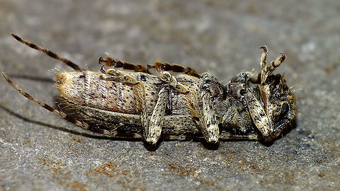 Deroplia annulicornis - Ventral More dorsal shot of same Lady:
https://www.jungledragon.com/image/91423/deroplia_annulicornis_-_dorsal.html Cerambycidae,Deroplia,Deroplia annulicornis,Geotagged,La Palma (Canary Islands),Lamiinae,Longhorn beetle,Spain,Stenidea annulicornis