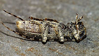 Deroplia annulicornis - Ventral More dorsal shot of same Lady:<br />
https://www.jungledragon.com/image/91423/deroplia_annulicornis_-_dorsal.html Cerambycidae,Deroplia,Deroplia annulicornis,Geotagged,La Palma (Canary Islands),Lamiinae,Longhorn beetle,Spain,Stenidea annulicornis