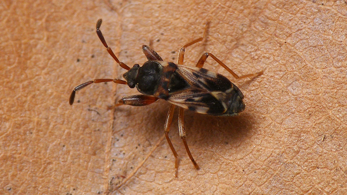 Scolopostethus affinis - Male Left hind tarsus missing. Details of same specimen here:<br />
<figure class="photo"><a href="https://www.jungledragon.com/image/91527/scolopostethus_affinis_-_male_id_help.html" title="Scolopostethus affinis - Male, ID help"><img src="https://s3.amazonaws.com/media.jungledragon.com/images/3043/91527_thumb.jpg?AWSAccessKeyId=05GMT0V3GWVNE7GGM1R2&Expires=1767225610&Signature=LWHbD5trm2bUkYUFLos3%2BMVjHRw%3D" width="200" height="114" alt="Scolopostethus affinis - Male, ID help Some characters helpful in ID-ing this species<br />
1 The 1st and 2nd antenna segments pale, 3rd and 4th segments dark, but with the 3rd often slightly paler at the base, resulting in a much less defined/abrupt contrast between the pale and dark parts as in S. puberulus.<br />
2 Usually brachypterous (some macropterous do occur) with the wing membranes generally a tad longer than S. thomsoni.<br />
3. Legs pale, with only the fore femora somewhat darker usually.<br />
4. Males carry two little hooks on the mesosternum between the coxae of the fore and middle legs (char. shared with S. grandis)<br />
Full view of same male here:<br />
https://www.jungledragon.com/image/91526/scolopostethus_affinis_-_male.html Geotagged,Hemiptera,Heteroptera,Heteroptera ID help,Lygaeidae,Netherlands,Rhyparochromidae,Rhyparochrominae,Scolopostethus,Scolopostethus affinis,Seed Bug,nl: Kortvleugelige zaagpoot" /></a></figure> Geotagged,Hemiptera,Heteroptera,Lygaeidae,Netherlands,Rhyparochromidae,Rhyparochrominae,Scolopostethus,Scolopostethus affinis,Seed Bug,nl: Kortvleugelige zaagpoot