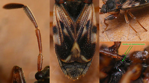 Scolopostethus affinis - Male, ID help Some characters helpful in ID-ing this species
1 The 1st and 2nd antenna segments pale, 3rd and 4th segments dark, but with the 3rd often slightly paler at the base, resulting in a much less defined/abrupt contrast between the pale and dark parts as in S. puberulus.
2 Usually brachypterous (some macropterous do occur) with the wing membranes generally a tad longer than S. thomsoni.
3. Legs pale, with only the fore femora somewhat darker usually.
4. Males carry two little hooks on the mesosternum between the coxae of the fore and middle legs (char. shared with S. grandis)
Full view of same male here:
https://www.jungledragon.com/image/91526/scolopostethus_affinis_-_male.html Geotagged,Hemiptera,Heteroptera,Heteroptera ID help,Lygaeidae,Netherlands,Rhyparochromidae,Rhyparochrominae,Scolopostethus,Scolopostethus affinis,Seed Bug,nl: Kortvleugelige zaagpoot