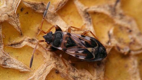 Scolopostethus affinis - Female Left antenna aberrative (3 segments only)  Geotagged,Hemiptera,Heteroptera,Jane's garden,Lygaeidae,Netherlands,Rhyparochromidae,Rhyparochrominae,Scolopostethus,Scolopostethus affinis,Seed Bug,nl: Kortvleugelige zaagpoot