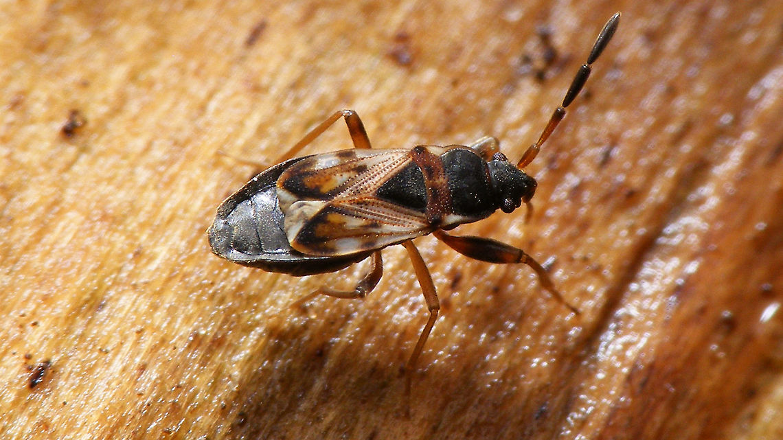 Scolopostethus thomsoni - Female  Geotagged,Hemiptera,Heteroptera,Lygaeidae,Netherlands,Rhyparochromidae,Rhyparochrominae,Scolopostethus,Scolopostethus thomsoni,Seed Bug,nl: Thomsons zaagpoot