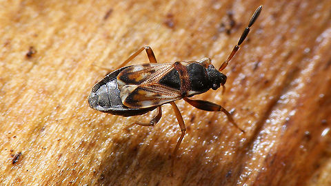 Scolopostethus thomsoni - Female  Geotagged,Hemiptera,Heteroptera,Lygaeidae,Netherlands,Rhyparochromidae,Rhyparochrominae,Scolopostethus,Scolopostethus thomsoni,Seed Bug,nl: Thomsons zaagpoot