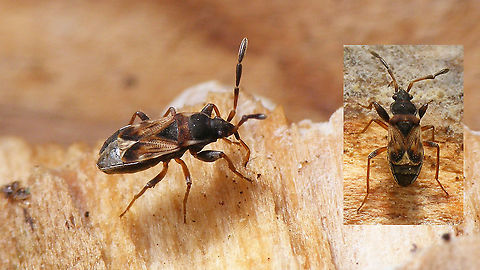 Scolopostethus thomsoni - Male Right antenna aberrative Geotagged,Hemiptera,Heteroptera,Lygaeidae,Netherlands,Rhyparochromidae,Rhyparochrominae,Scolopostethus,Scolopostethus thomsoni,Seed Bug,nl: Thomsons zaagpoot