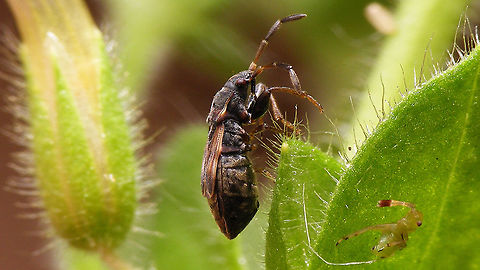 Scolopostethus thomsoni - Gravid female  Geotagged,Hemiptera,Heteroptera,Lygaeidae,Netherlands,Rhyparochromidae,Rhyparochrominae,Scolopostethus,Scolopostethus thomsoni,Seed Bug,nl: Thomsons zaagpoot