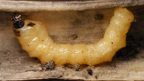 Agapanthia villosoviridescen - Larva in Hogweed stem Adding this image because I often find these larvae in the stems of Common Hoogweed (Heracleum sphondylium) after winter. 
This one, I dropped back into a stem cut in half length wise and it immediately began to move about in it as if the stem was still intact. It shows how the larva is "holding on" in a stem, even if it is upright, by arching its body an wedging itself in between the adapted "tail" and the "humps" on the back, while the head/thorax is free to move and scrape on the inside of the stem to feed. Agapanthia,Agapanthia villosoviridescens,Cerambycidae,Golden-bloomed grey longhorn beetle,Heracleum sphondylium,Lamiinae,Larva,Longhorn beetle,nl: Gewone distelboktor