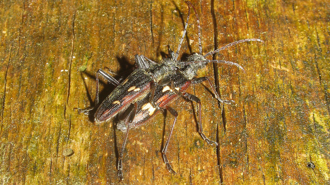 Rhagium bifasciatum - Copula Stumbled on this old image while quickly browsing through my Rhagium images ... didn&#039;t have a copula here yet :o) Lepturinae,Rhagium bifasciatum,Two-banded longhorn beetle,cerambycidae,copulation,nl: Bonte ribbelboktor