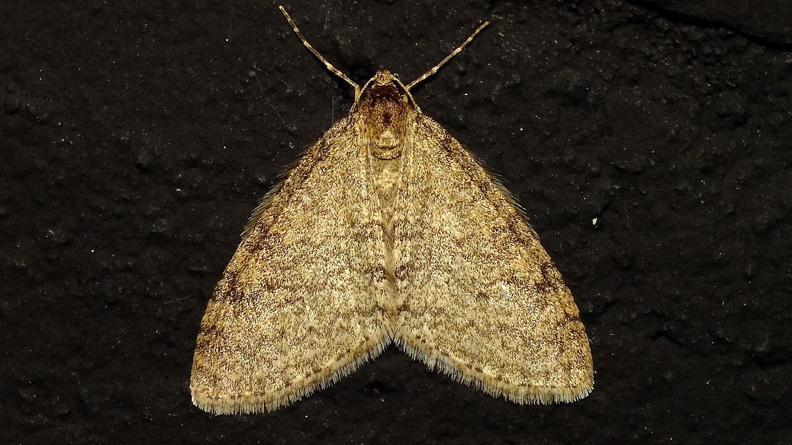 Trichopteryx carpinata  Alerdinck,Early Tooth-striped,Geometrid Moth,Geometridae,Geotagged,Larentiinae,Netherlands,Trichopterini,Trichopteryx,Trichopteryx carpinata,nl: Vroege blokspanner