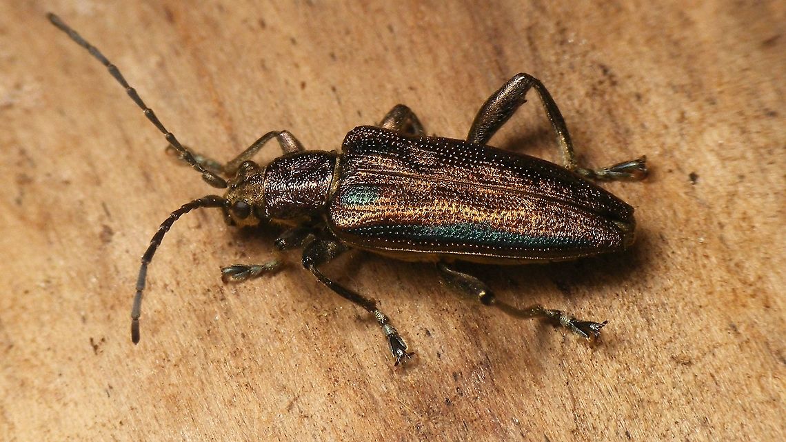 Donacia marginata Not the best shot, but showing most of the details useful for ID ... Aquatic leaf beetle,Chrysomelidae,Donacia,Donacia marginata,Donaciinae,Geotagged,Netherlands