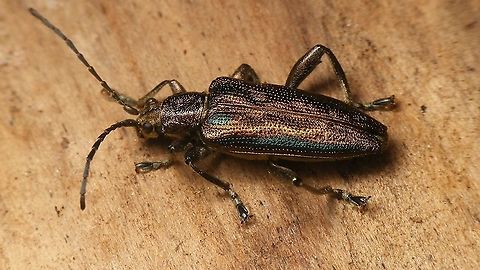 Donacia marginata Not the best shot, but showing most of the details useful for ID ... Aquatic leaf beetle,Chrysomelidae,Donacia,Donacia marginata,Donaciinae,Geotagged,Netherlands