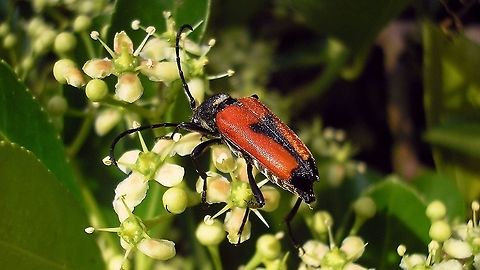 Stictoleptura cordigera Older image, but species still missing on JD Cerambycidae,France,Geotagged,Lepturinae,Longhorn beetle,Stictoleptura,Stictoleptura cordigera