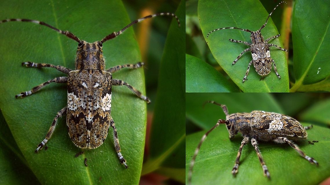 Mesosa nebulosa Old low-res images, but species still missing on JD Cerambycidae,Geotagged,Lamiinae,Longhorn beetle,Mesosa,Mesosa nebulosa,Netherlands,nl: Grijze Schorsboktor