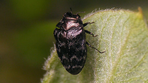 Trachys minutus  Buprestidae,Geotagged,Netherlands,Trachys,Trachys minutus,nl: Wilgenprachtkevertje