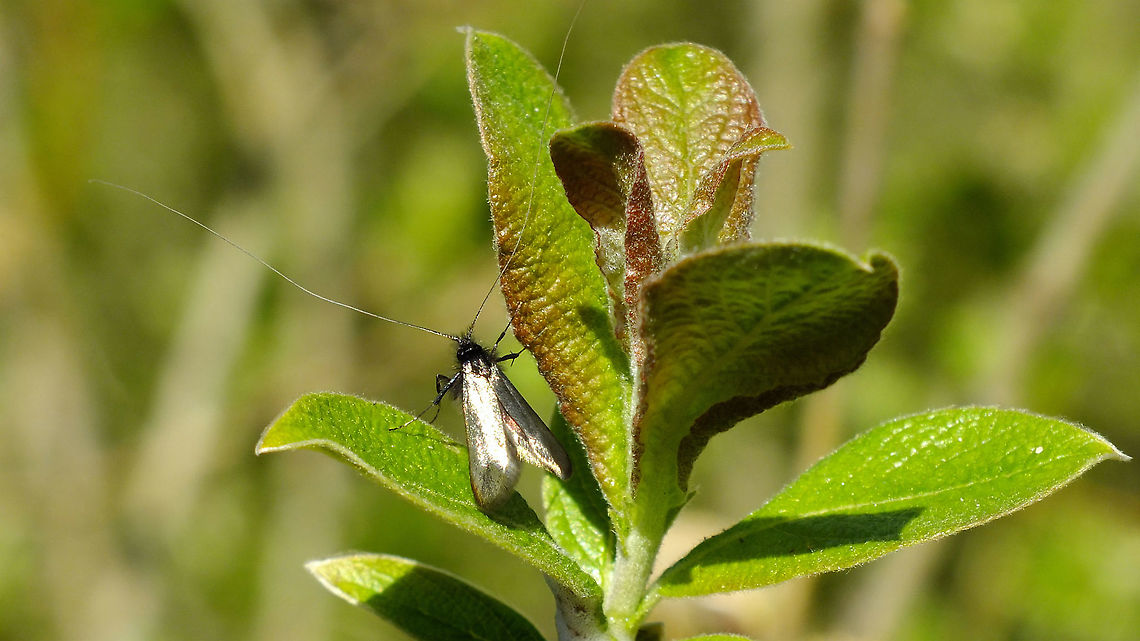 Adela reaumurella - Male  Adela,Adela reaumurella,Adelidae,Geotagged,Lepidoptera,Moth,Netherlands,nl: Smaragdlangsprietmot