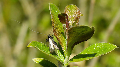 Adela reaumurella - Male  Adela,Adela reaumurella,Adelidae,Geotagged,Lepidoptera,Moth,Netherlands,nl: Smaragdlangsprietmot