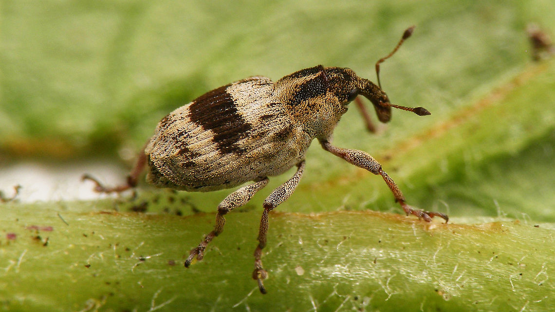 Tapeinotus sellatus I know ... have uploaded this before ... but it&#039;s a cute weevil and this image is showing a tad more of the peculiar rear end. Ceutorhynchinae,Ceutorhynchini,Coleoptera,Curculionidae,Geotagged,Netherlands,Tapeinotus,Tapeinotus sellatus,Weevil,nl: Gezadelde snuitkever