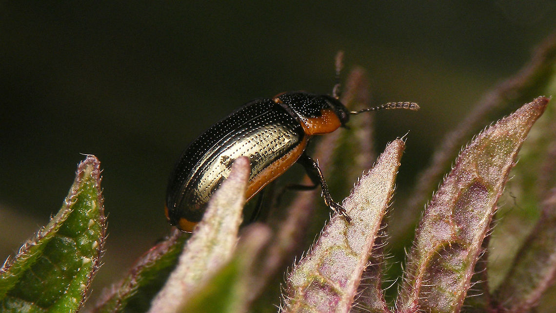 Prasocuris marginella - Lateral &quot;Replacement&quot; for the previous image of this species.<br />
Dorsal view here:<br />
<figure class="photo"><a href="https://www.jungledragon.com/image/92350/prasocuris_marginella_-_dorsal.html" title="Prasocuris marginella - Dorsal"><img src="https://s3.amazonaws.com/media.jungledragon.com/images/3043/92350_thumb.jpg?AWSAccessKeyId=05GMT0V3GWVNE7GGM1R2&Expires=1767225610&Signature=2vbfA6wW0YtH7IQFsZ6whKepylw%3D" width="200" height="114" alt="Prasocuris marginella - Dorsal &quot;Replacement&quot; for the previous image of this species.<br />
Lateral view here:<br />
https://www.jungledragon.com/image/92349/prasocuris_marginella_-_lateral.html Chrysomelidae,Chrysomelinae,Coleoptera,Geotagged,Hydrothassa,Hydrothassa marginella,Netherlands,Prasocuris,Prasocuris marginella,nl: Gezoomd Moerashaantje" /></a></figure> Chrysomelidae,Chrysomelinae,Coleoptera,Geotagged,Hydrothassa,Hydrothassa marginella,Netherlands,Prasocuris,Prasocuris marginella,nl: Gezoomd Moerashaantje